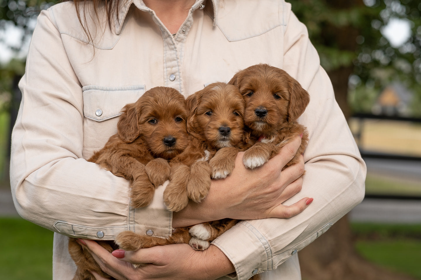 Final Payment for Molly’s Litter
