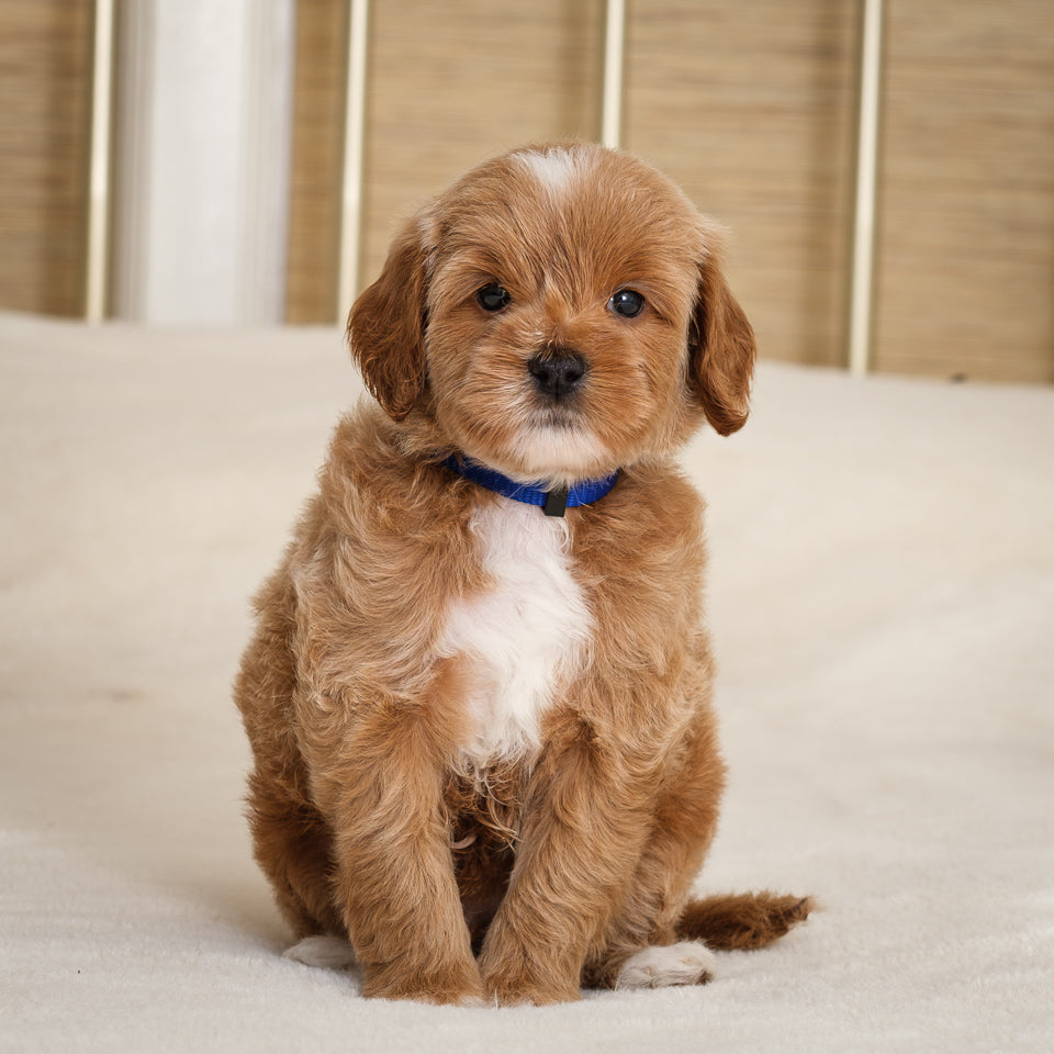 Daphne's Blue Collar Boy Deposit