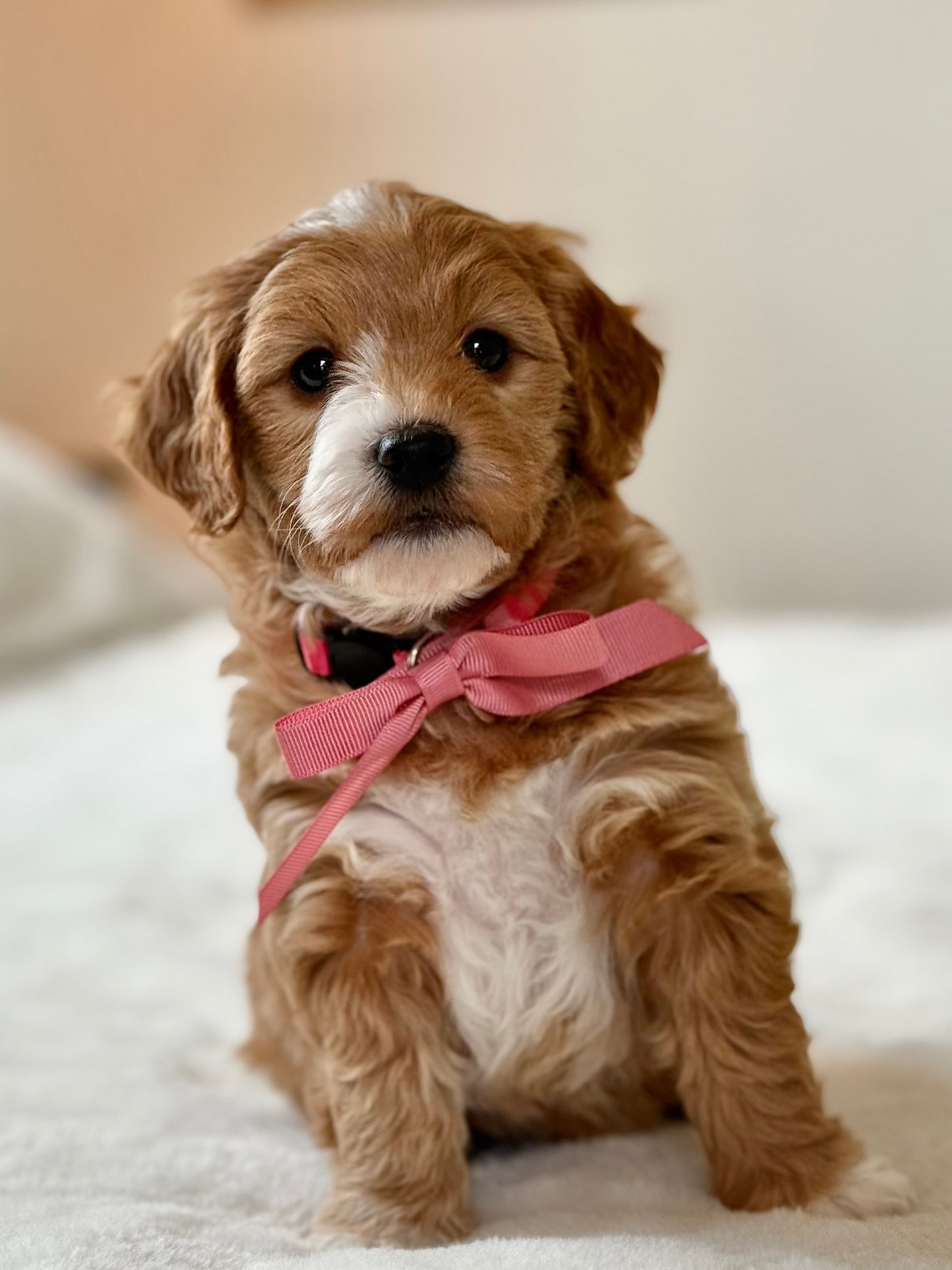 Pink Collar Girl - RESERVED