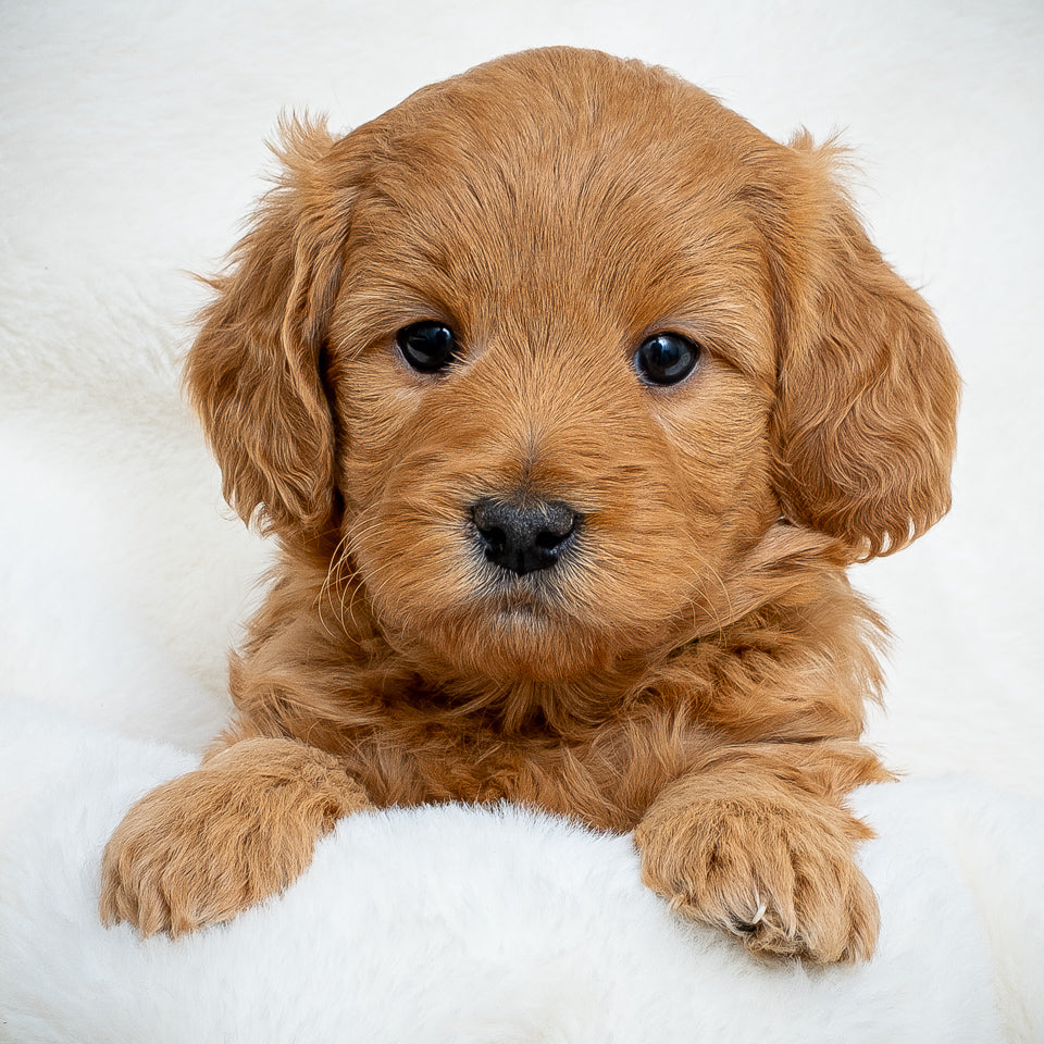 Green Collar Boy - RESERVED!