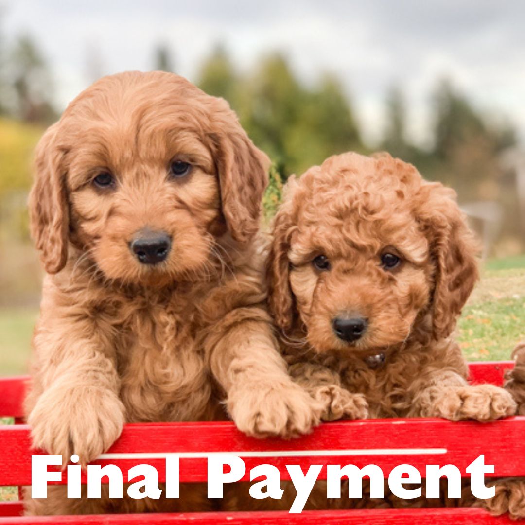 Final Payment Multigenerational Micro Mini Goldendoodle Puppy