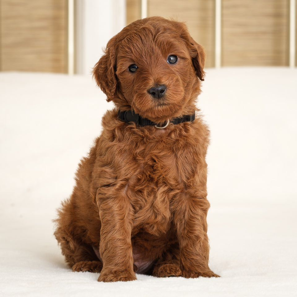 Black Collar Boy Deposit - Juniper x Pip