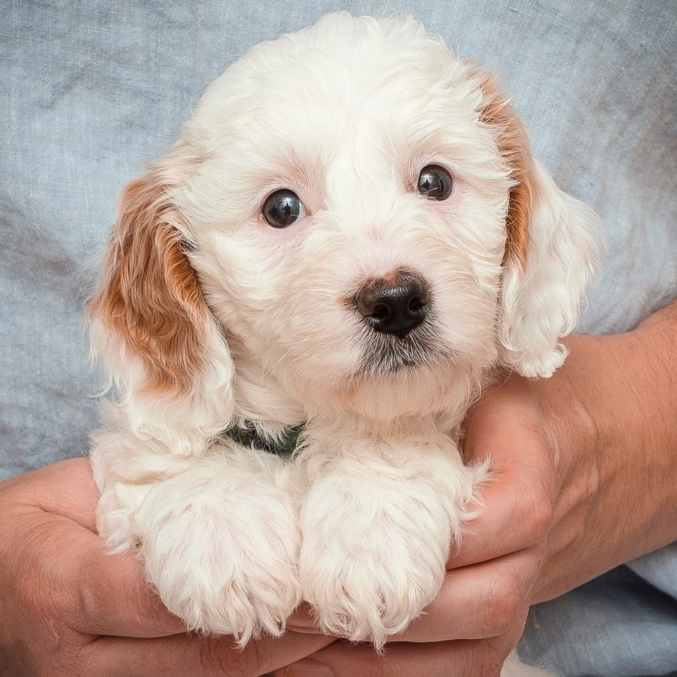 Mini Goldendoodle-Green Girl RESERVED for Nell.