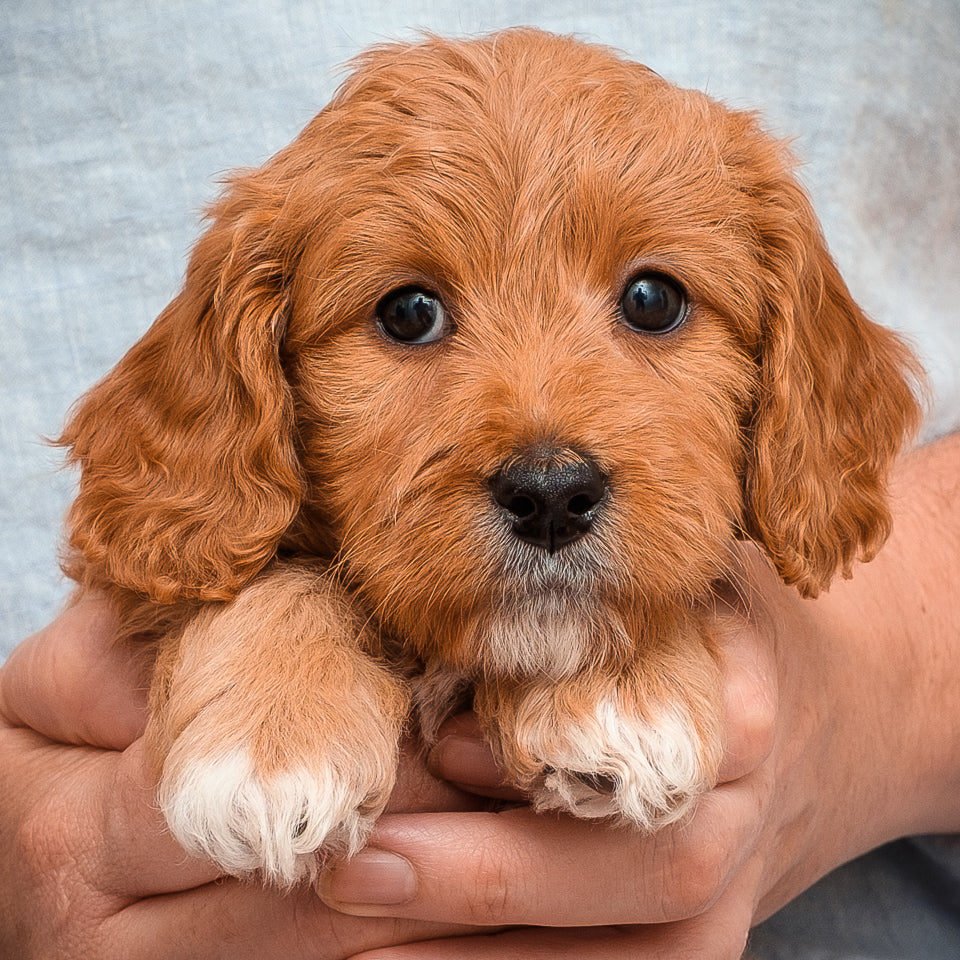 Micro Mini Goldendoodle-Purple Girl RESERVED for Lisa!