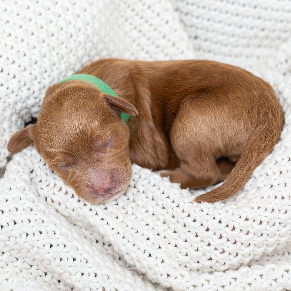 Mini Multigen Goldendoodle - Green Collar Boy - RESERVED for Angela