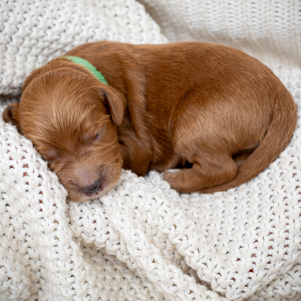 Mini Multigen Goldendoodle - Green Collar Boy - RESERVED for Angela