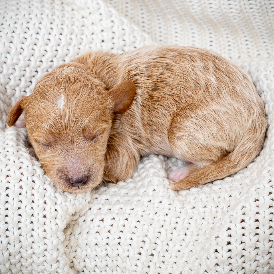 Mini Multigen Goldendoodle - Orange Collar Boy - AVAILABLE