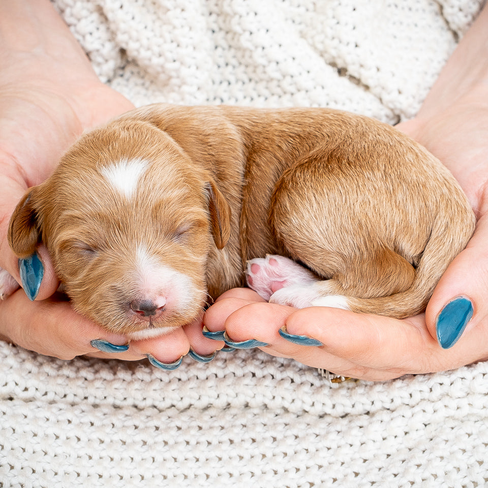 Mini Multigen Goldendoodle - Yellow Collar Girl - RESERVED for Chrissy!
