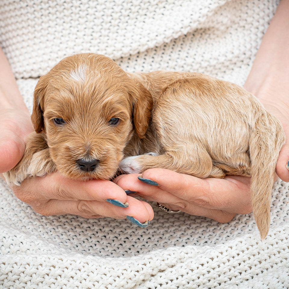 Mini Multigen Goldendoodle - Orange Collar Boy - AVAILABLE