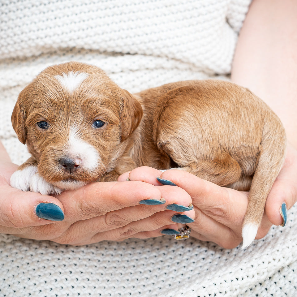 Mini Multigen Goldendoodle - Yellow Collar Girl - RESERVED for Chrissy!