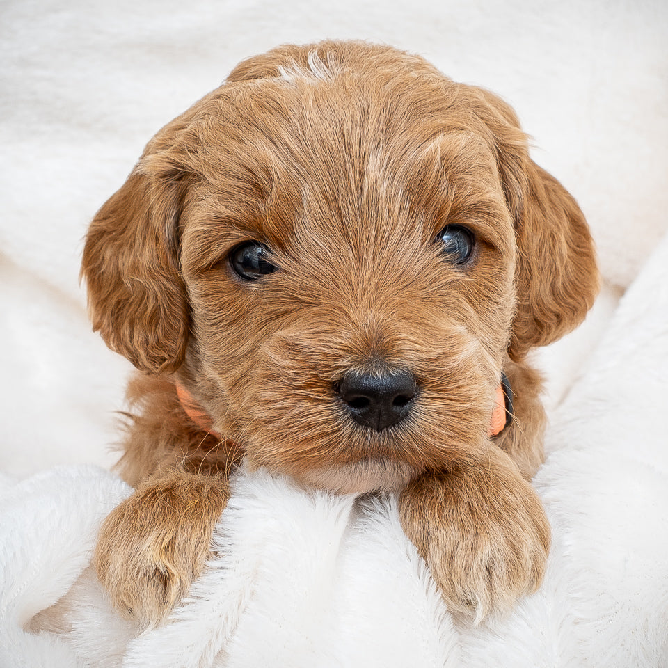 Mini Multigen Goldendoodle - Orange Collar Boy - AVAILABLE