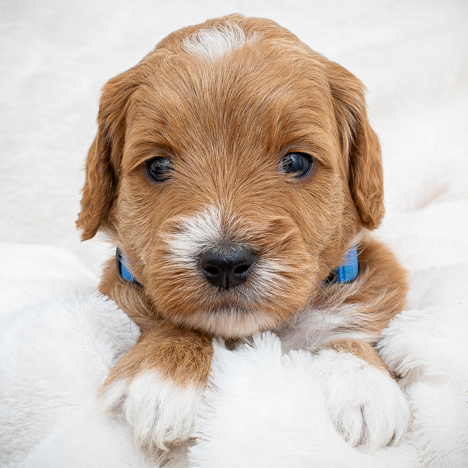 Mini Multigen Goldendoodle - Blue Collar Boy - RESERVED for Lindsey!