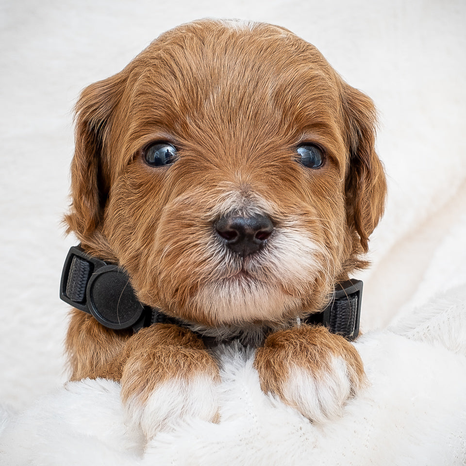 Mini Multigen Goldendoodle - Black Collar Boy - AVAILABLE
