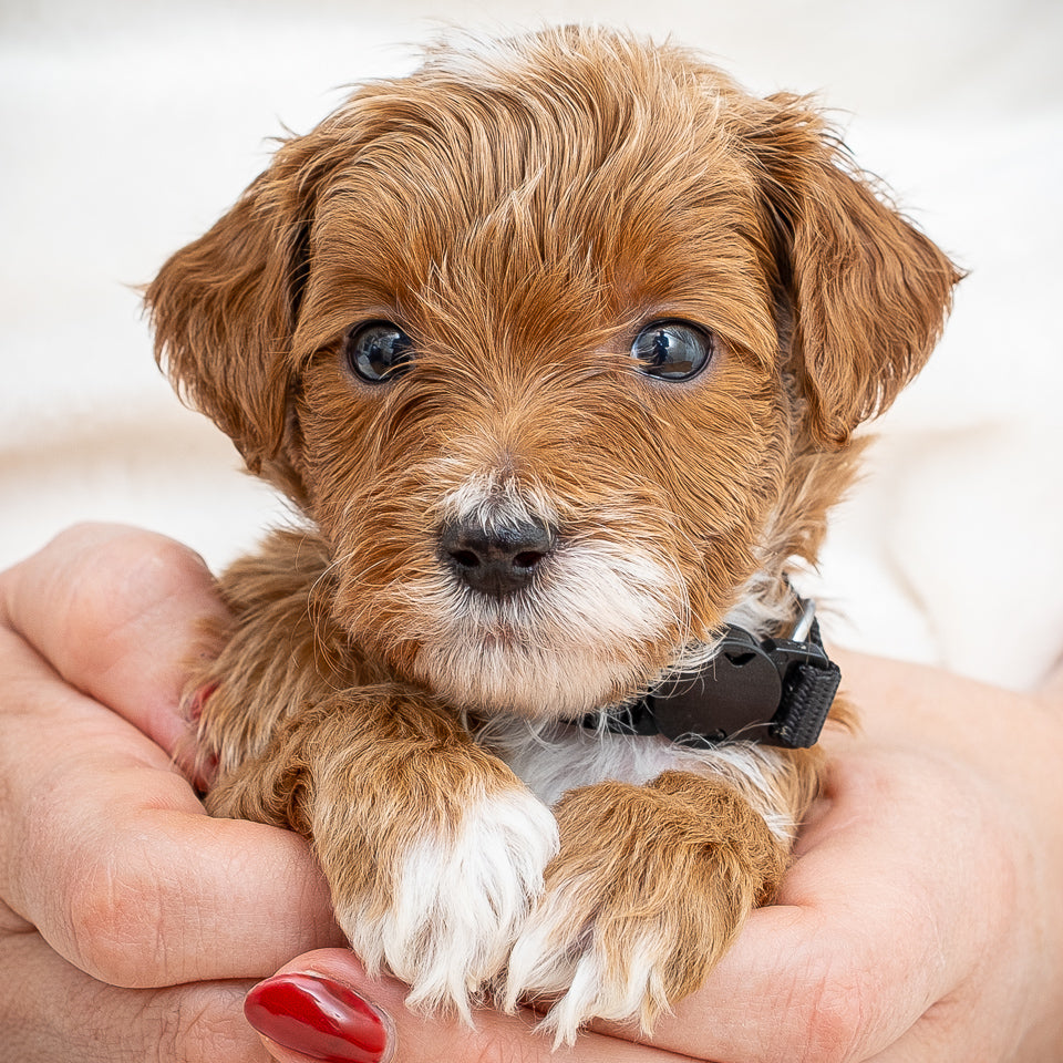 Mini Multigen Goldendoodle - Black Collar Boy - AVAILABLE