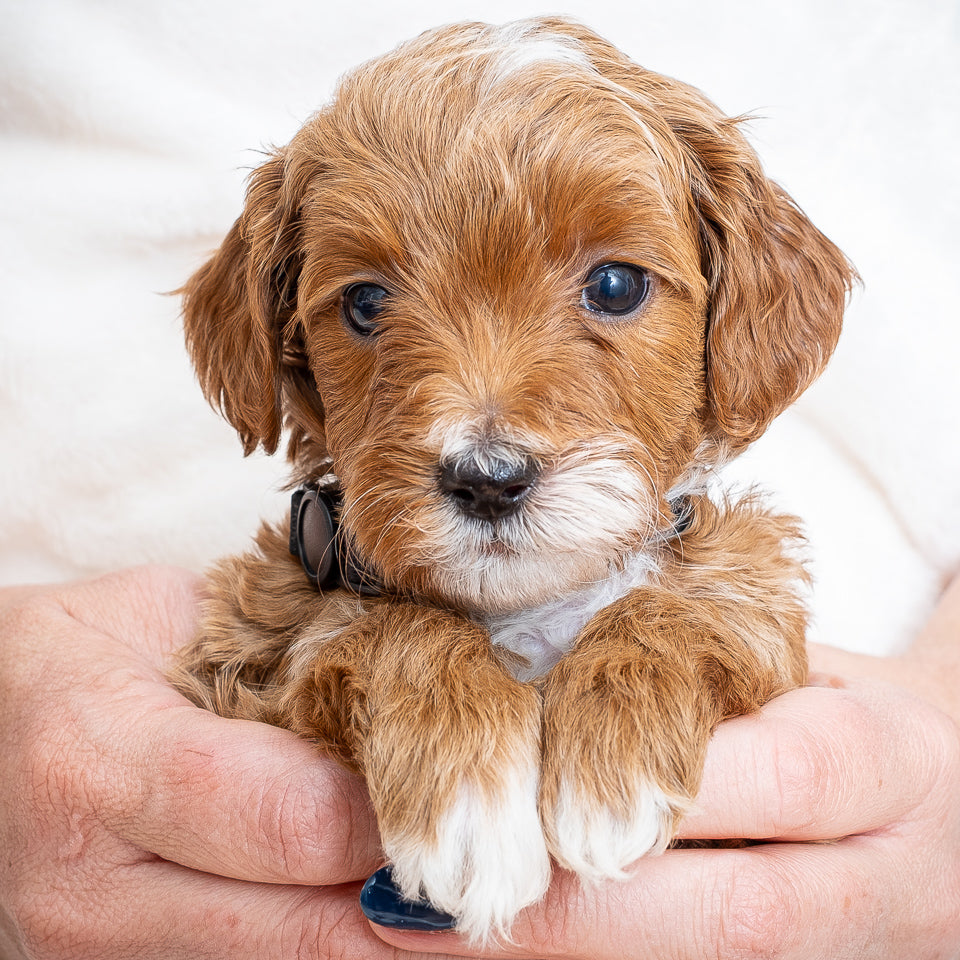 Mini Multigen Goldendoodle - Black Collar Boy - AVAILABLE