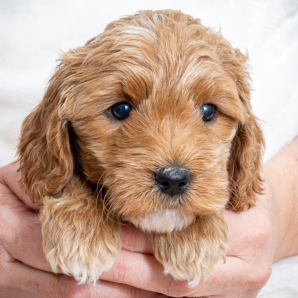 Mini Multigen Goldendoodle - Orange Collar Boy - AVAILABLE