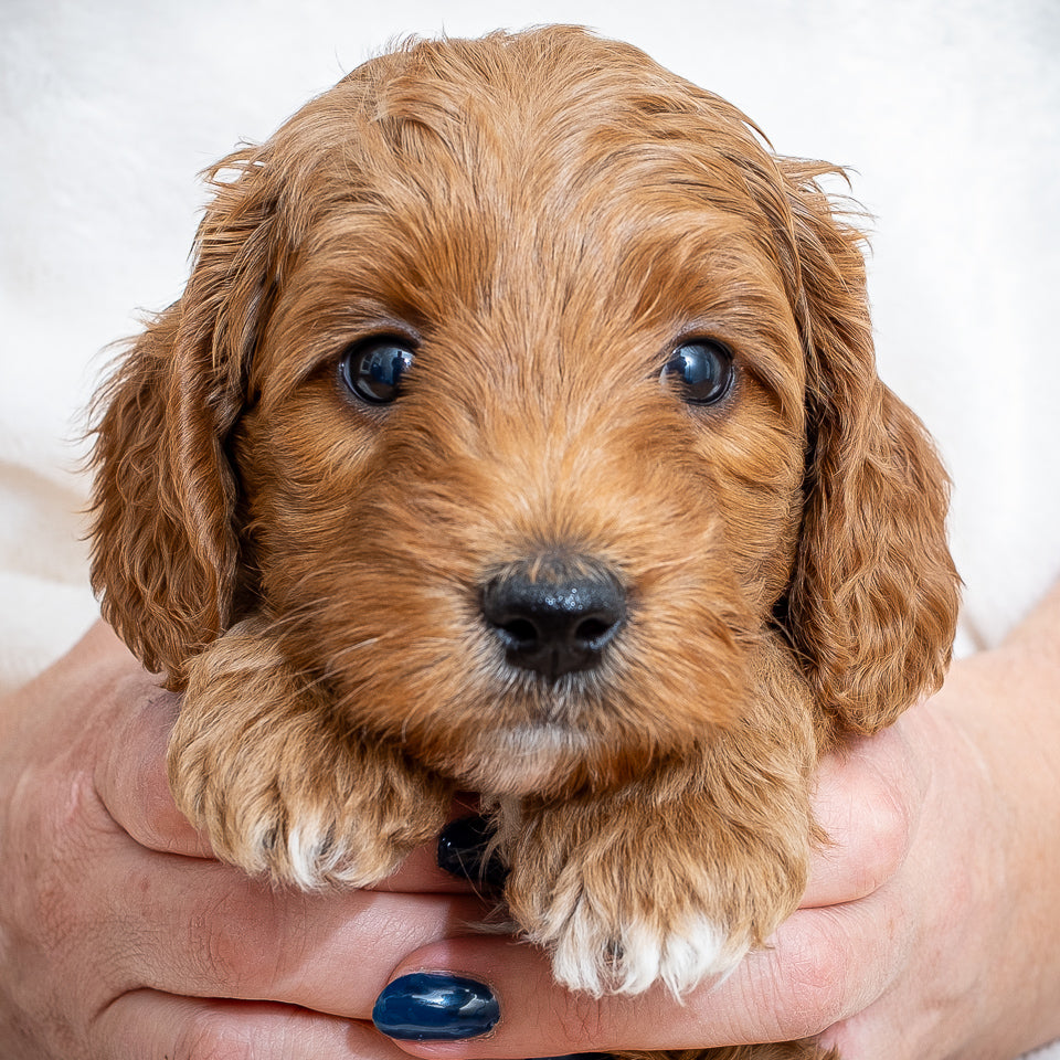 Mini Multigen Goldendoodle - Green Collar Boy - RESERVED for Angela
