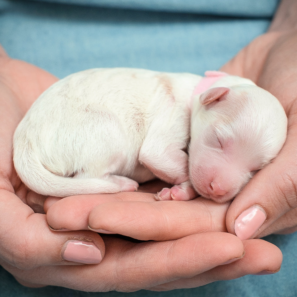 Micro Mini Goldendoodle-Pink Girl RESERVED for Lindsey!