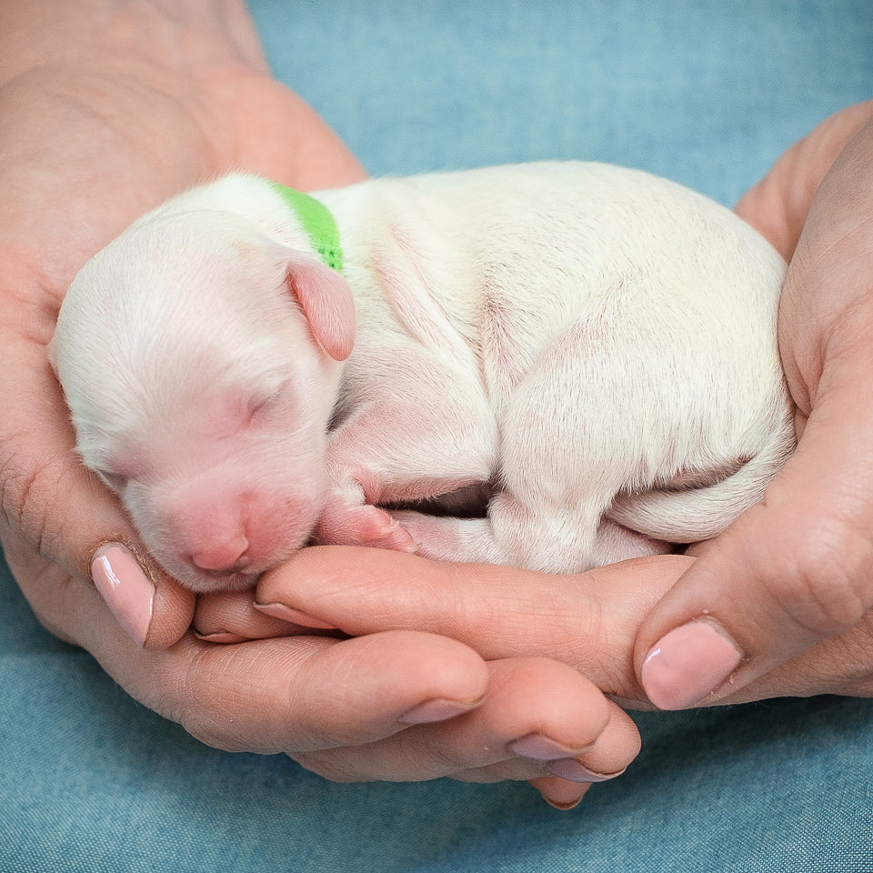 Mini Goldendoodle-Green Girl RESERVED for Nell.