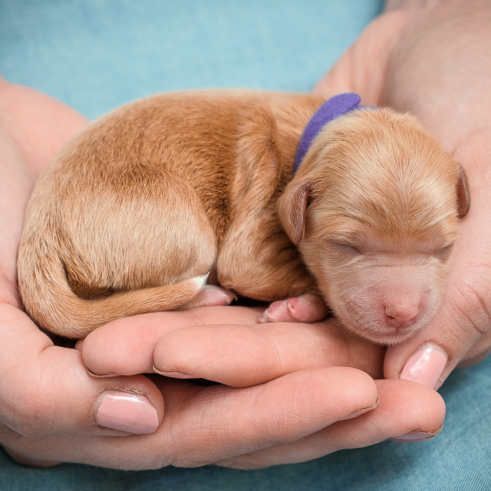 Micro Mini Goldendoodle-Purple Girl RESERVED for Lisa!