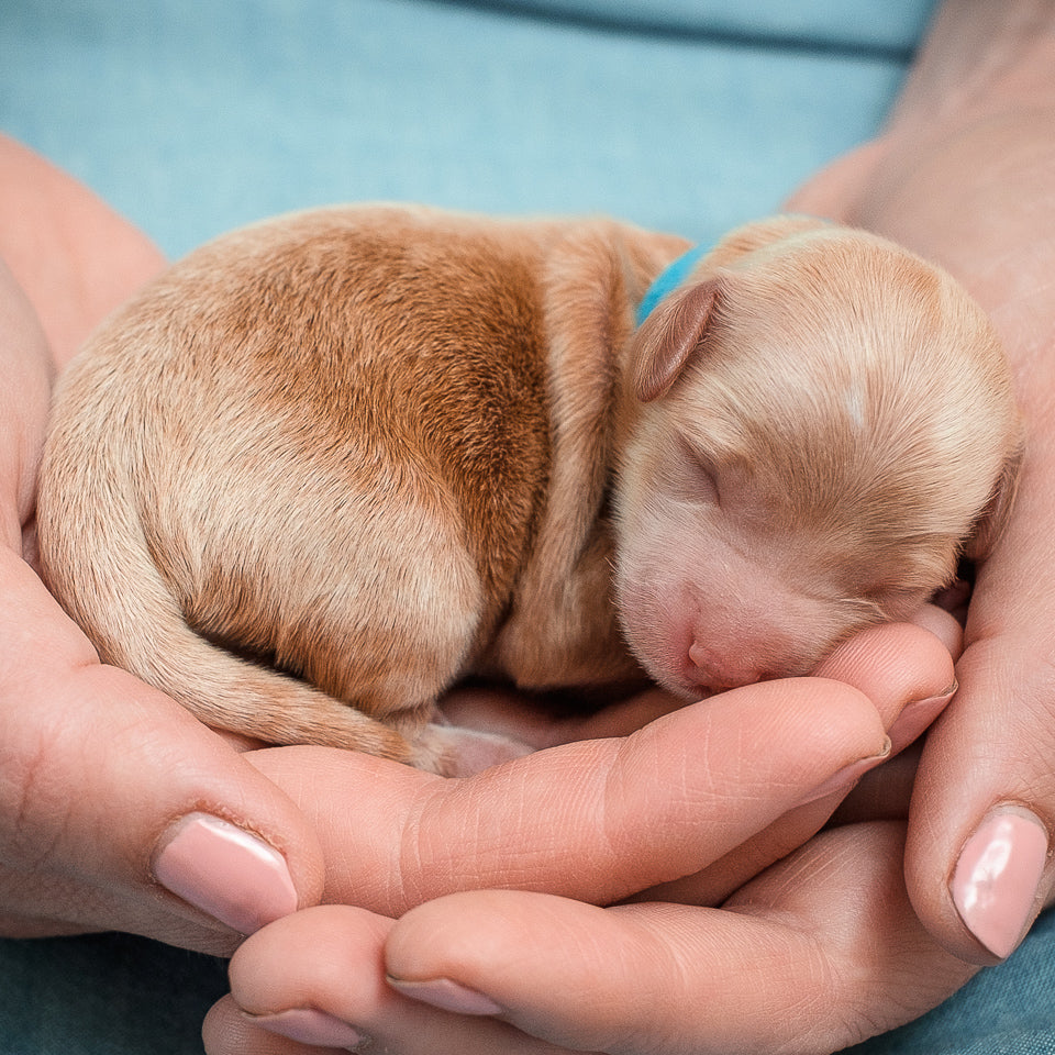Micro Mini Goldendoodle-Blue Boy RESERVED for Ayella!