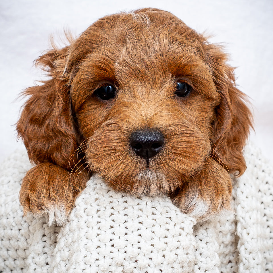 Mini Multigen Goldendoodle - Red Boy - RESERVED for Isaac!
