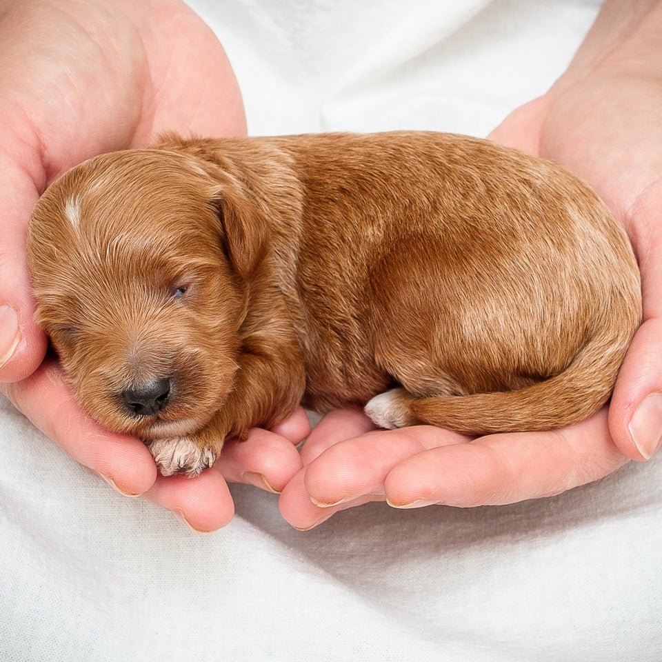 Mini Multigen Goldendoodle - Red Boy - RESERVED for Isaac!