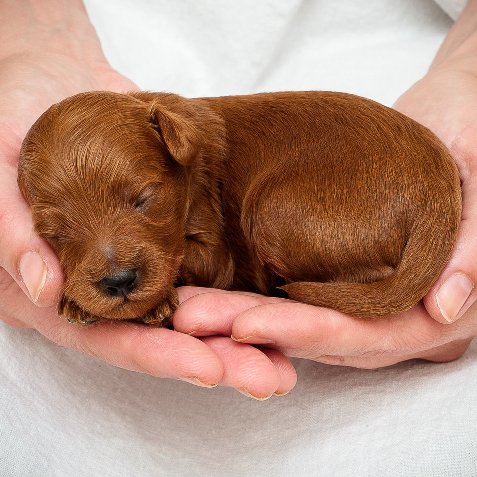 Mini Multigen Goldendoodle - Green Boy - RESERVED for Rachit