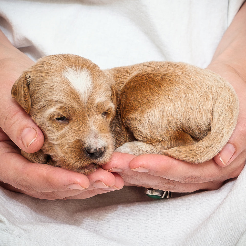 Mini Multigen Goldendoodle - Blue Boy - RESERVED for Kimberley!