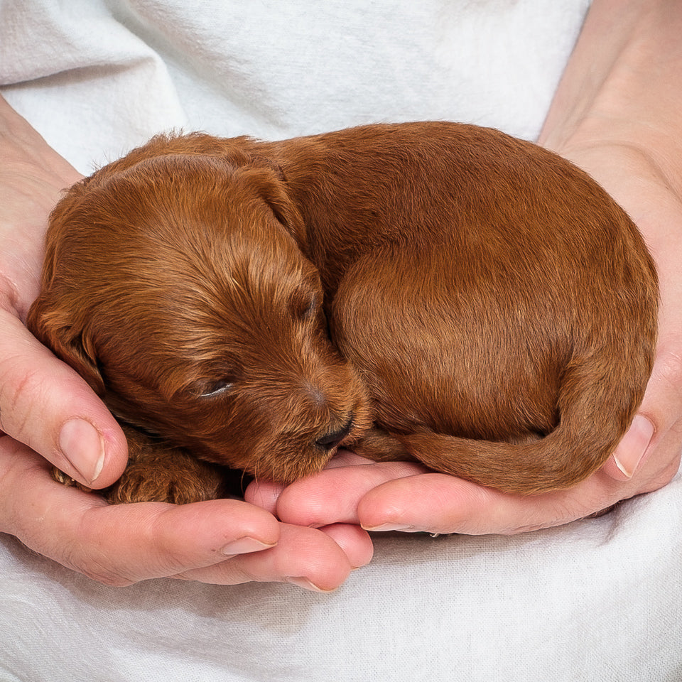 Mini Multigen Goldendoodle - Green Boy - RESERVED for Rachit