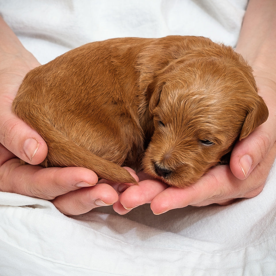 Mini Multigen Goldendoodle - Black Boy - RESERVED for Stephanie