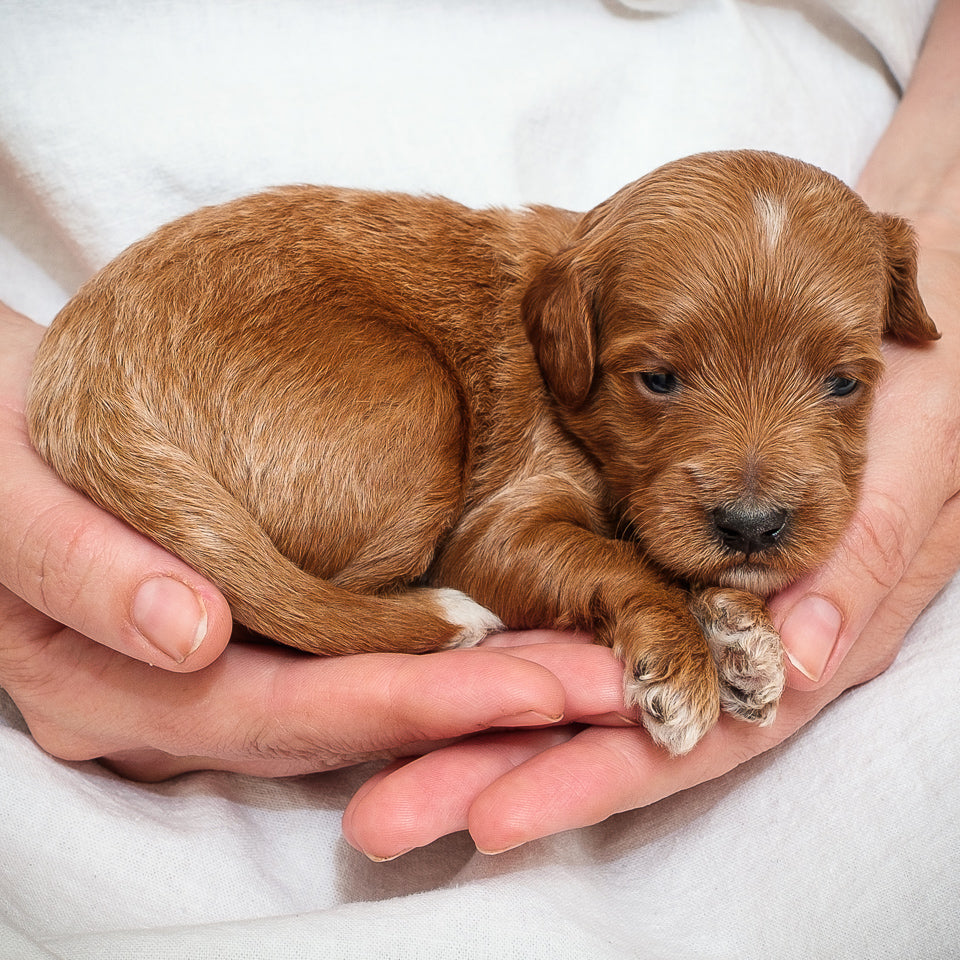 Mini Multigen Goldendoodle - Red Boy - RESERVED for Isaac!