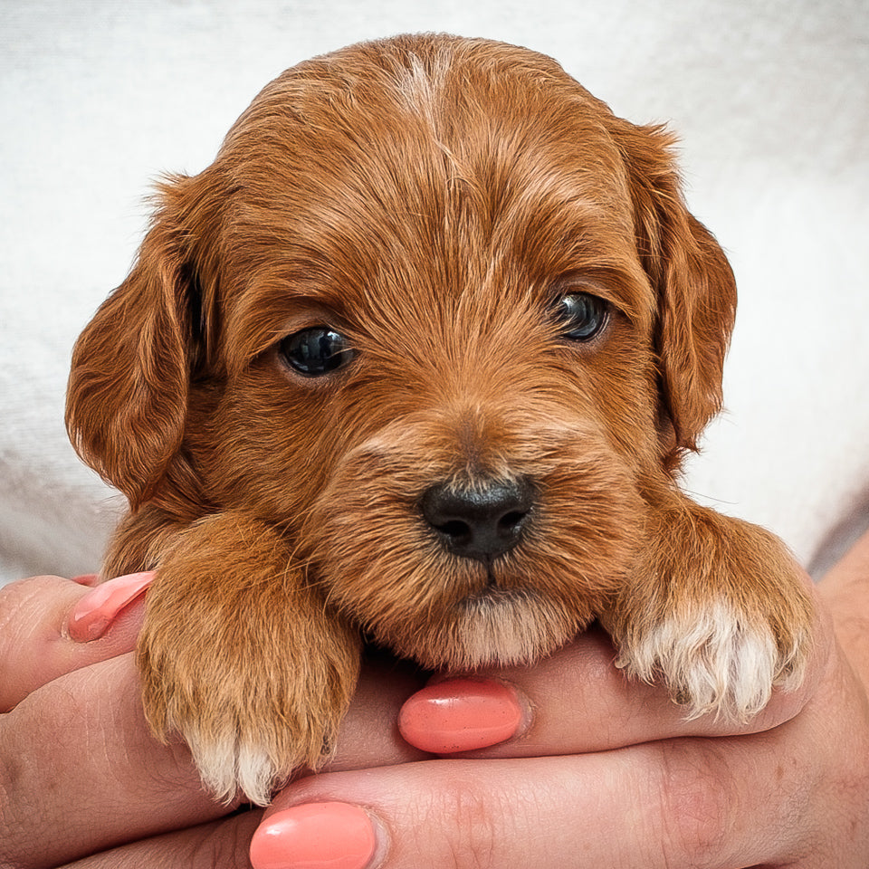 Mini Multigen Goldendoodle - Red Boy - RESERVED for Isaac!