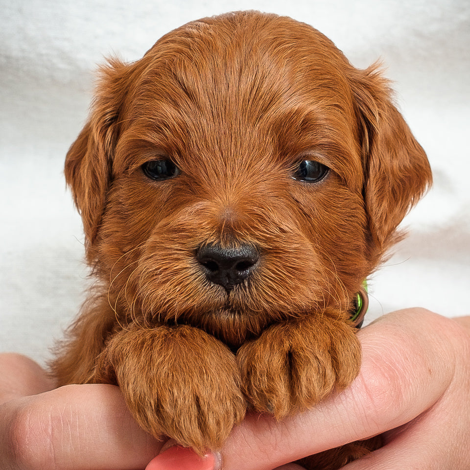 Mini Multigen Goldendoodle - Green Boy - RESERVED for Rachit