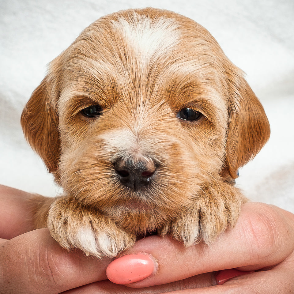 Mini Multigen Goldendoodle - Blue Boy - RESERVED for Kimberley!