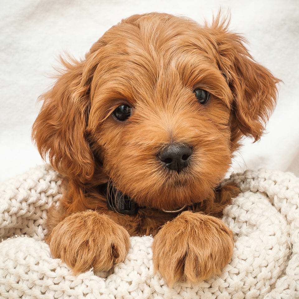 Mini Multigen Goldendoodle - Black Boy - RESERVED for Stephanie