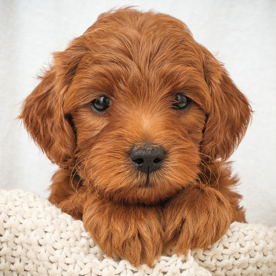 Mini Multigen Goldendoodle - Green Boy - RESERVED for Rachit