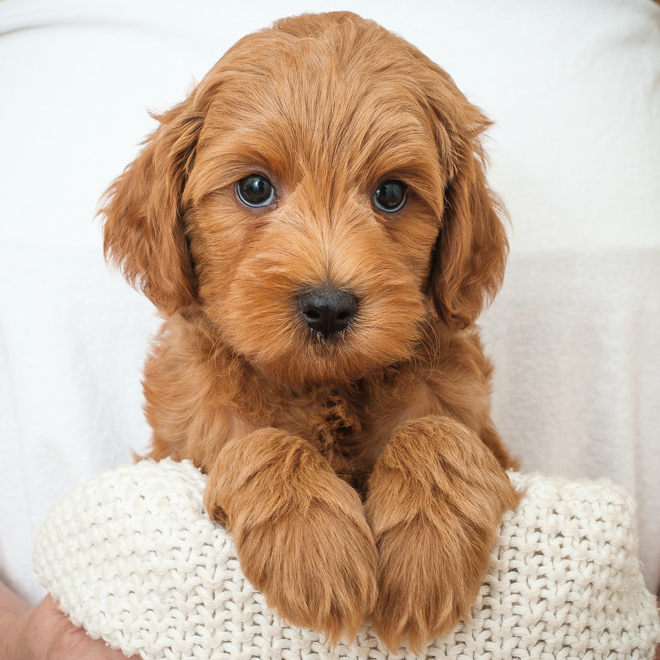 Mini Multigen Goldendoodle - Black Boy - RESERVED for Stephanie
