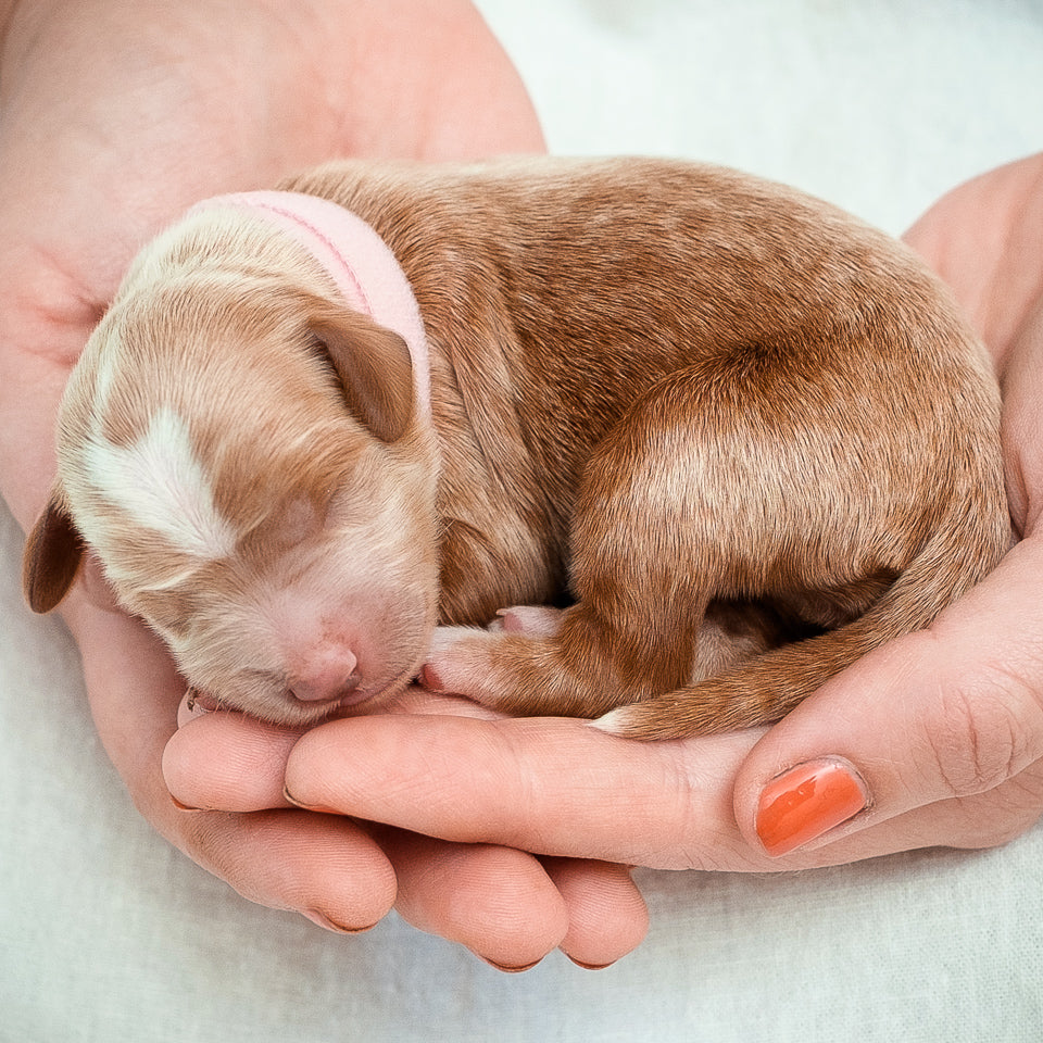 Mini Multigen Goldendoodle - Pink Girl RESERVED for Linh!