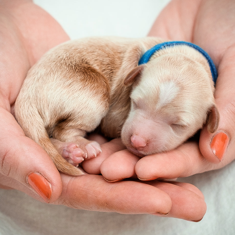Mini Multigen Goldendoodle - Blue Boy - RESERVED for Kimberley!