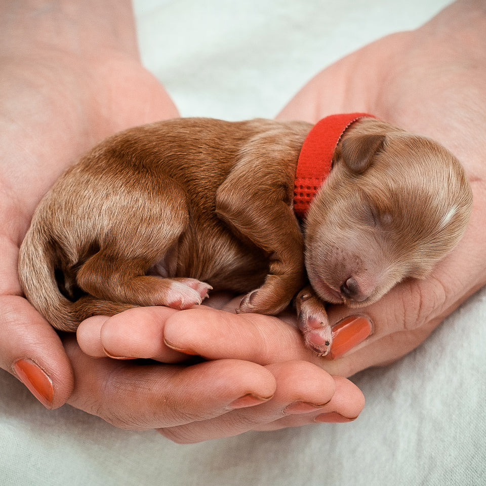 Mini Multigen Goldendoodle - Red Boy - RESERVED for Isaac!