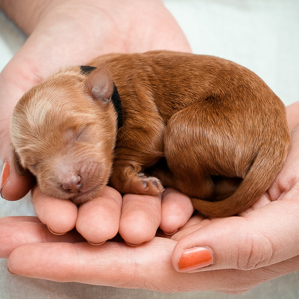 Mini Multigen Goldendoodle - Black Boy - RESERVED for Stephanie