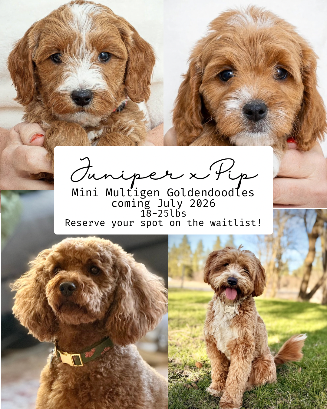 Upcoming: Juniper’s Mini Goldendoodles