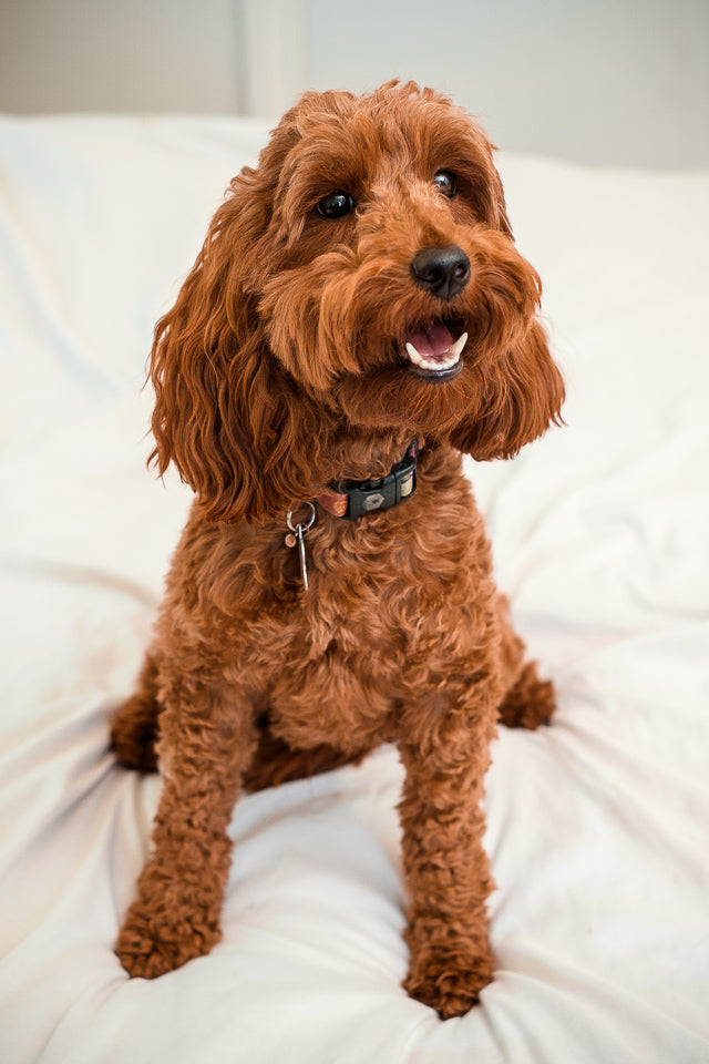 Upcoming: Daphne x Knox Due - Jan. 15th