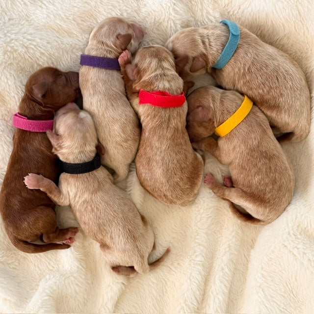 Daphne Mini Goldendoodles