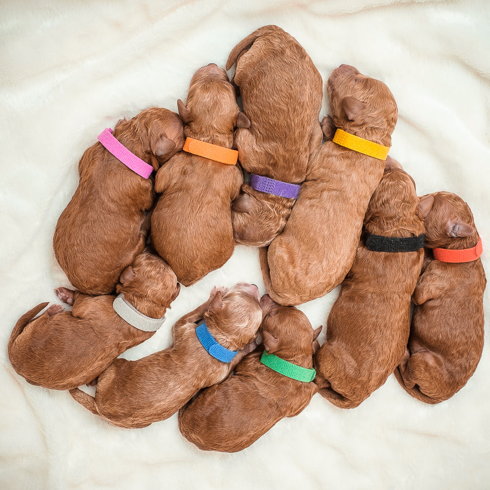 Multigen Mini Red Goldendoodles - Junipers Litter