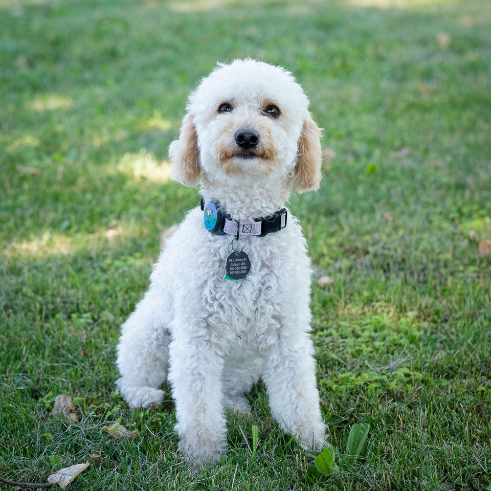 Upcoming: April x Pip - Due Dec. 19th