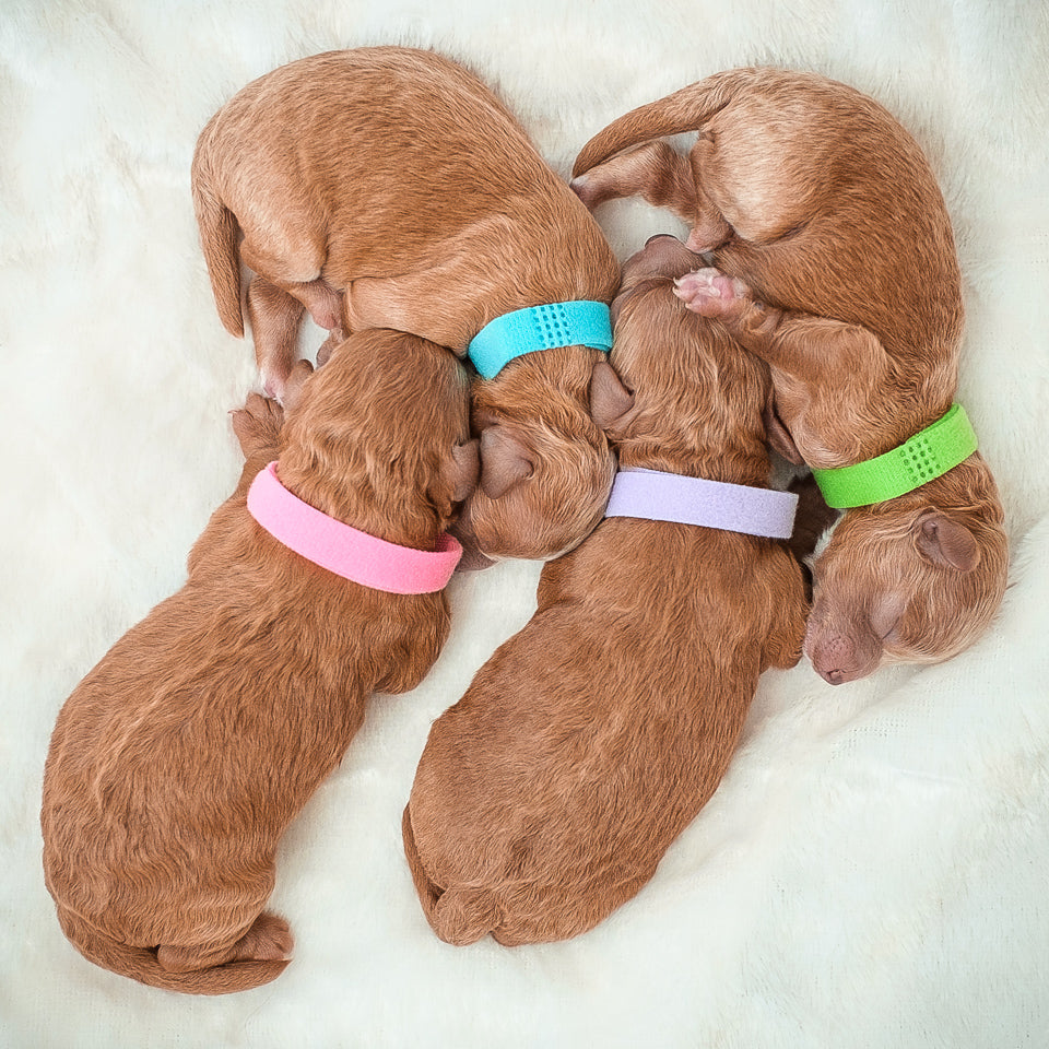 Micro Mini F1bb Goldendoodles (April's Litter)