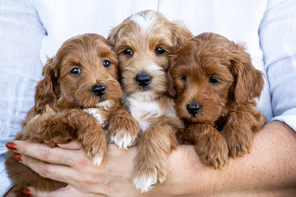 Daphne's Litter-Mini Multigen Goldendoodles