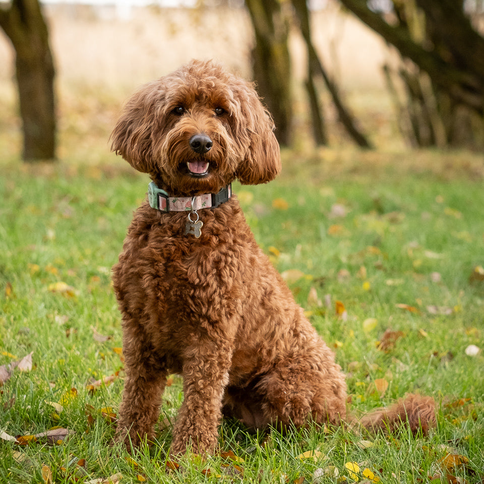 Upcoming: Molly x Pip - Due Jan. 3rd